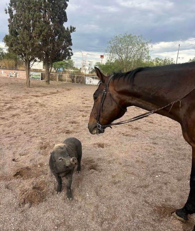 Caballo saludando a un cerdo en la arena de Hípico San Marcos