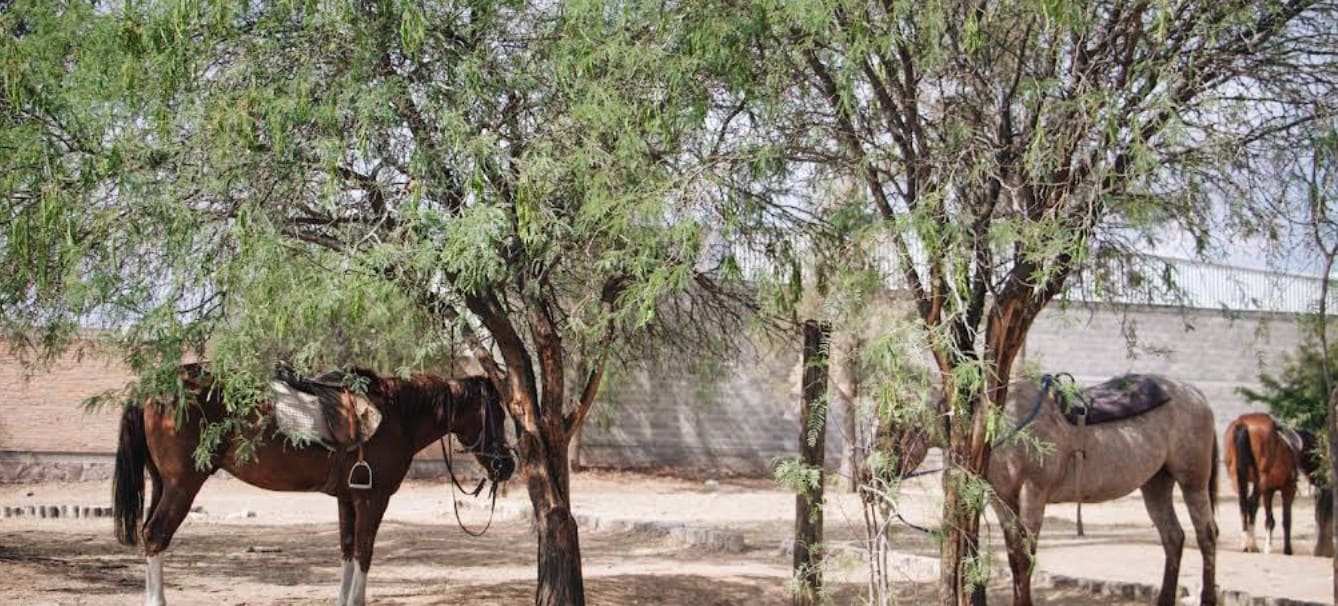Caballos ensillados descansando bajo los árboles en Hípico San Marcos