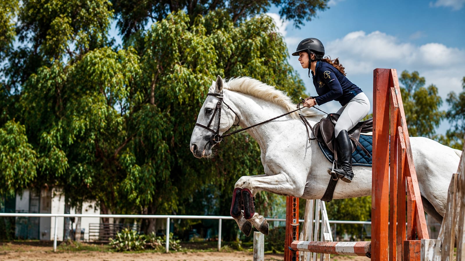 Jinete en posición de salto sobre un caballo blanco y un obstáculo de madera